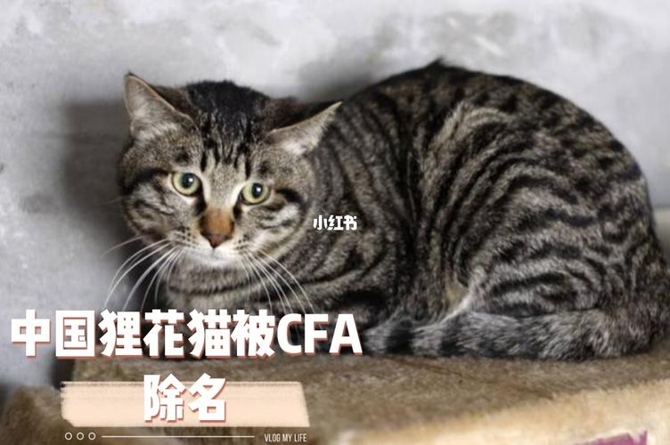 中国狸花猫被cfa除名_cfa_狸花猫_长城_猫舍_猫咪_宠物_猫