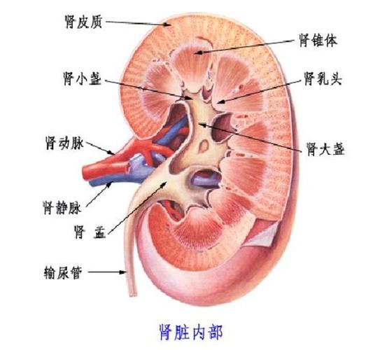 肾脏解剖图