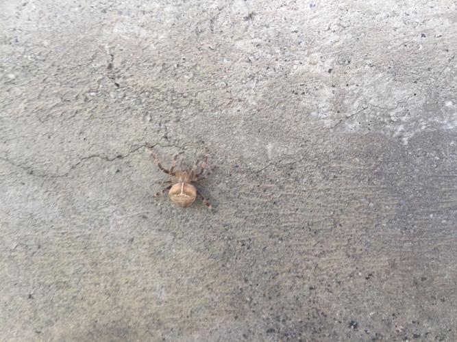 被蜘蛛咬了,请问这是什么蜘蛛?