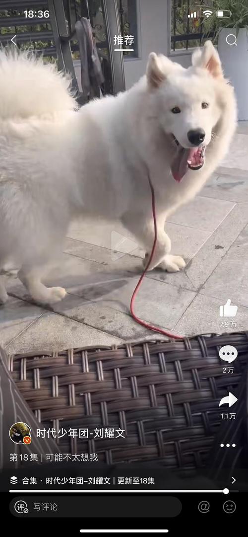 土豆是熊版萨摩耶还是狼版萨摩耶