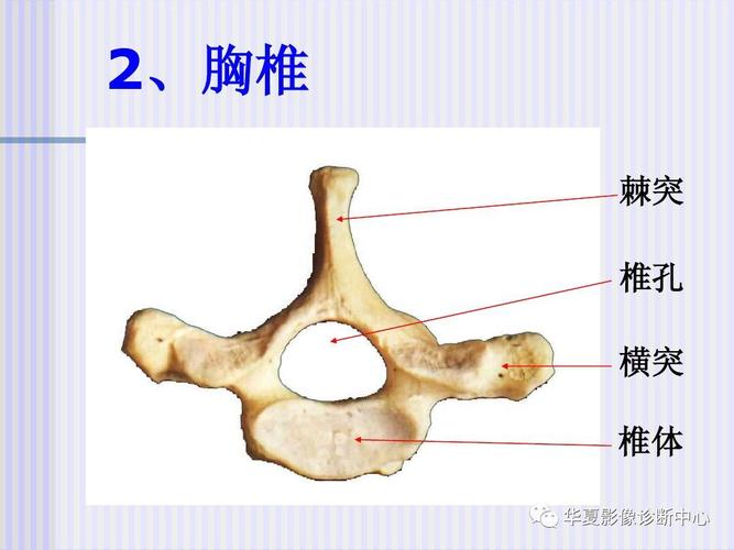 有长短,三长两短是全部最长韧带有三条,棘上前纵和后纵最短韧带有两条