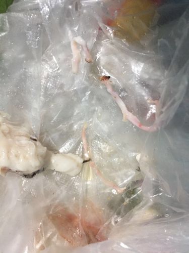 猪脚里面弄出的 是不是寄生虫啊