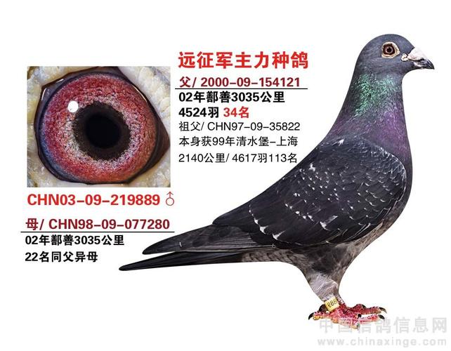 欣赏墨雨点麻裤鸽-中信网信鸽园地