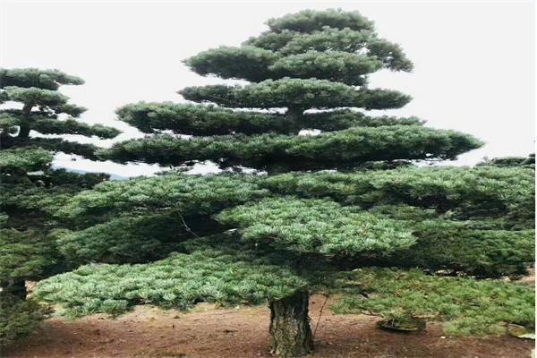 漯河罗汉松苗木种植地大罗汉松供应