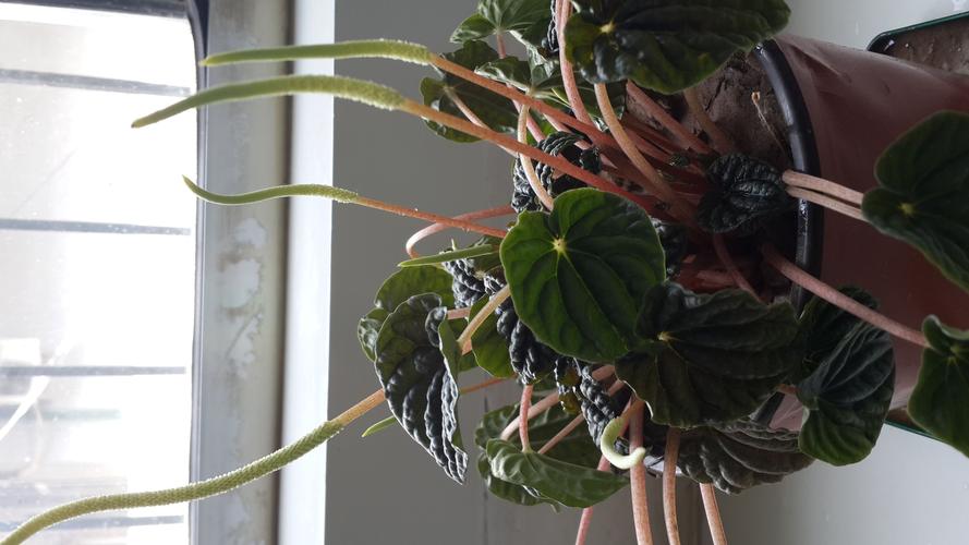 电脑宝贝为什么长了一堆茎