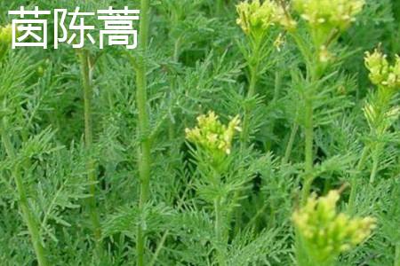 茵陈蒿和青蒿的区别
