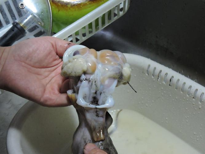 来,看看怎么收拾章鱼