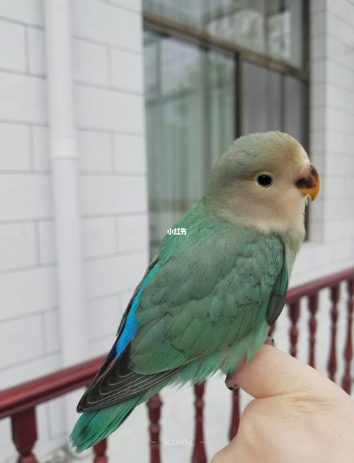给你们看看我的小翅膀_鹦鹉_牡丹_牡丹鹦鹉_宠物_宠物