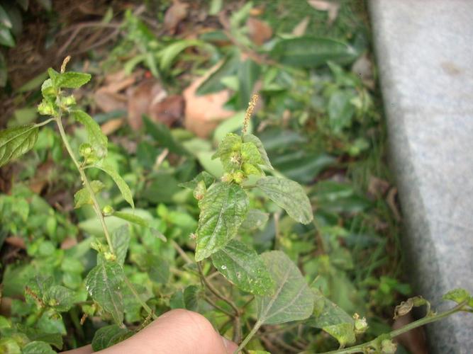 银子菜