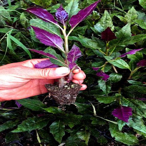 紫背天葵种苗 紫背菜苗 观音菜苗四季种秋冬季农家蔬