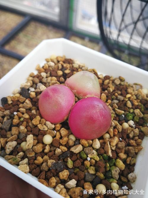 深冬里的多肉展示会,自家养出的就是皮实