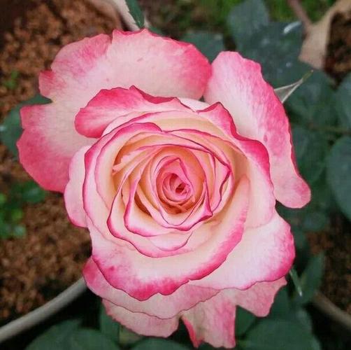 红唇新品切花大花漂亮月季玫瑰玫瑰花花苗盆栽时令草本花卉