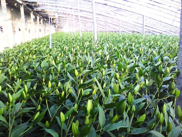 百合花的种植时间什么时候合适