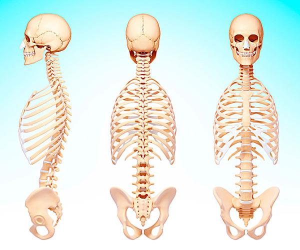 脊椎骨图片_全景网