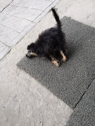 狗狗为什么在地上打滚,是不是有狂犬病?