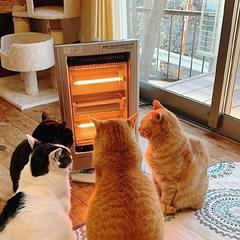 4只猫在烤火,结果主人叫了一声后,吓出一身冷汗!