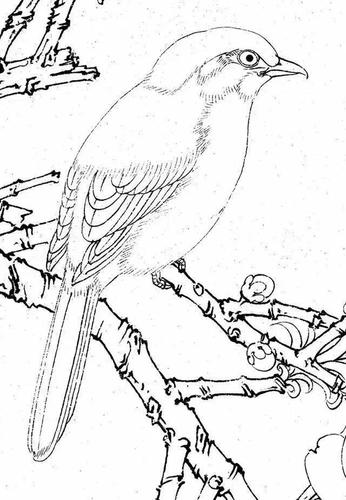 【推荐】国画视频教程大全视频花鸟|国画花鸟画技法大全视频教学