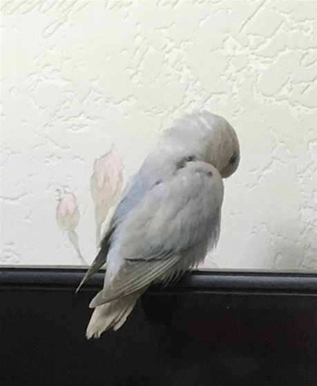 这只伊莎牡丹鹦鹉成精了——铲屎的,我要洗澡,过来给我擦背!