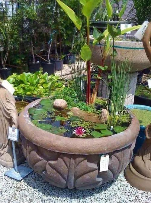 农村大水缸是个宝,铺些小石头变水景!太美,怎么有人舍得丢?