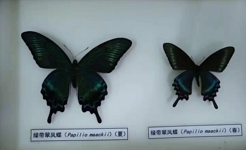 绿带翠凤蝶春夏对比(大小不同)