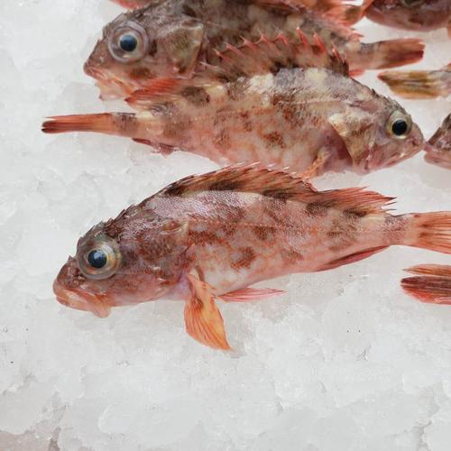 虎头鱼一斤装】野生海捕活虎头鱼石头鱼海钓石翁鱼一斤12-14条  价格