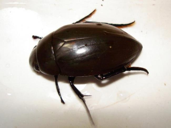  p>龙虱,俗名水鳖,别名泽劳,黑壳虫,水龟子,水鳖虫,射尿龟,小龟子等.