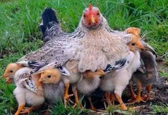 鸡妈妈和小鸡