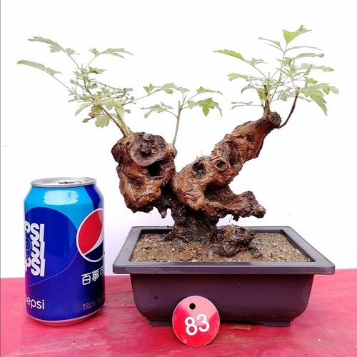 黄荆盆景素材生桩带舍利碳化镂空掌上盆栽办公室植物荆疙瘩绿植【12月