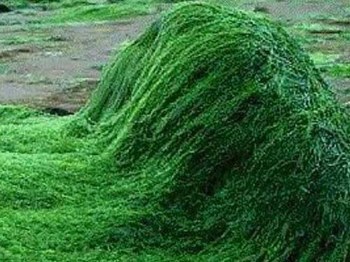 螺旋藻的功效与作用有副作用吗