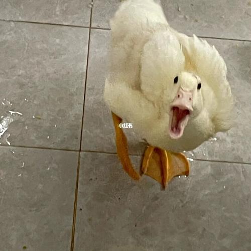 当小黄鸭长大了_宠物_鸭鸭_宠物_宠物其他