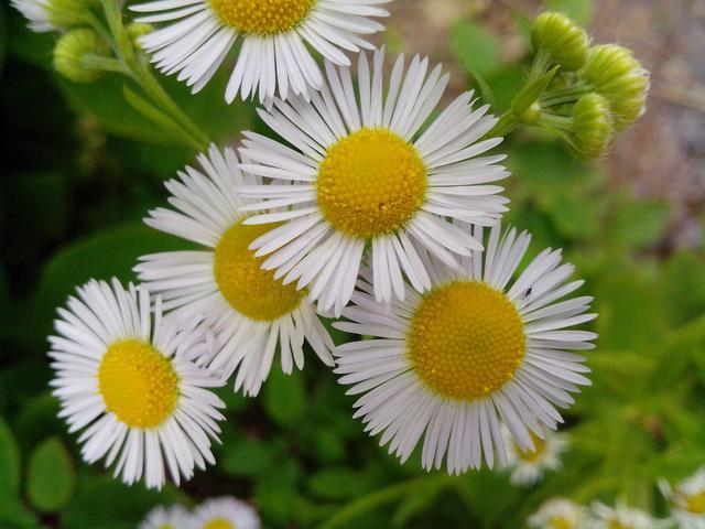 农村山上的这些野花,你认识多少?