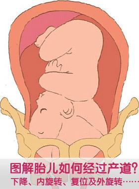 图解胎儿如何经过产道?