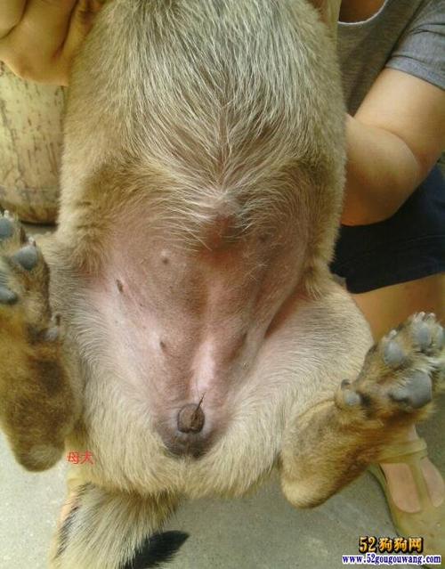 狗狗怎么辨别公母图片