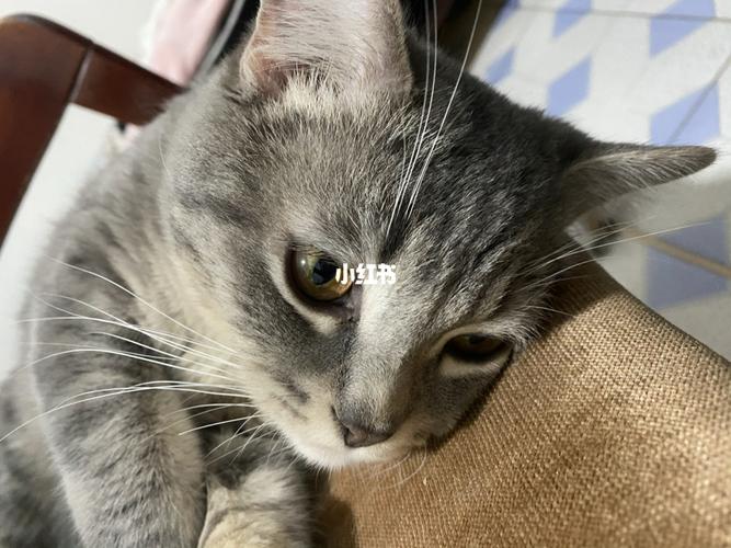 小串串猫_串串_蓝猫_卖萌_猫咪_吸猫_宠物_猫