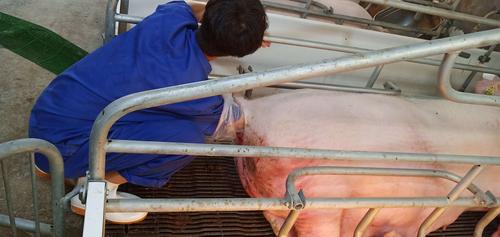 母猪难产之助产.