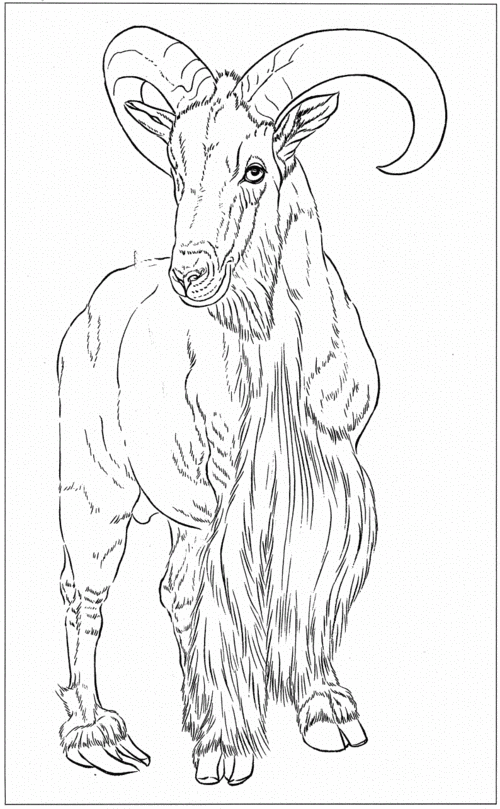 羊白描工笔画底稿pdf18页