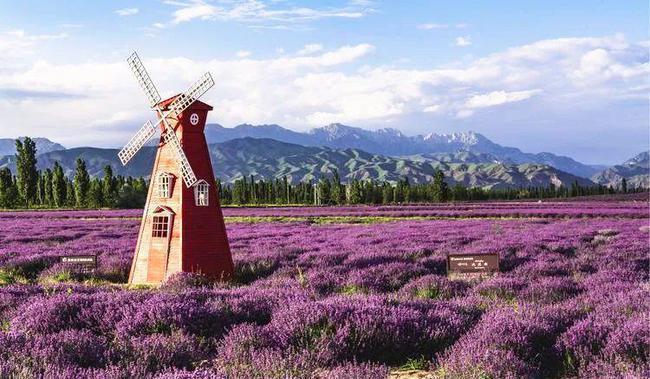 图说新疆丨霍城:邂逅一场薰衣草的浪漫|霍城县|伊犁