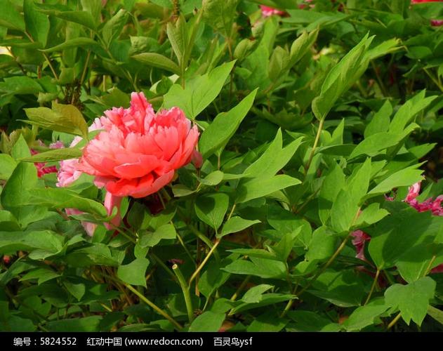 红色牡丹花
