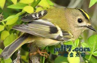 世界上最小的鸟:top10