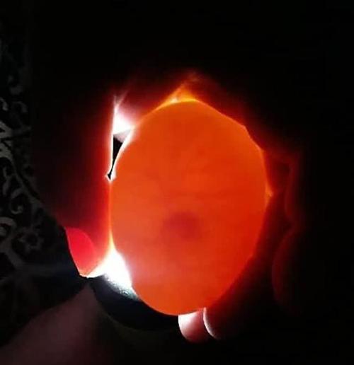 由于没有孵化箱等工具,贝特西只能将鸭蛋放在自己的乳沟里进行孵化