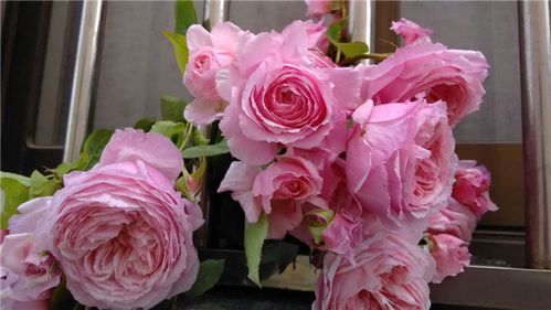 【岁月静好月季园】日月 女人遗产 浓香 大花 耐热_7折现价20元