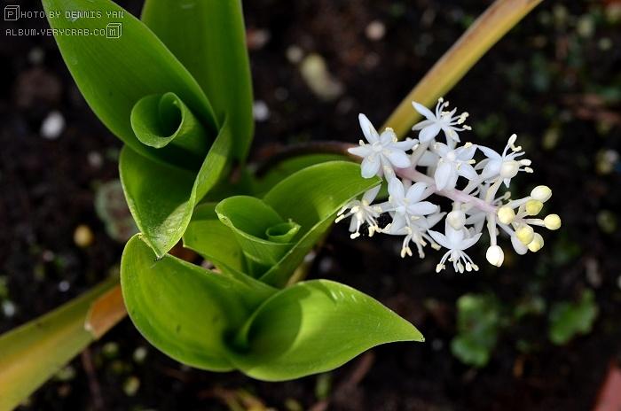 白穗花 speirantha gardenii