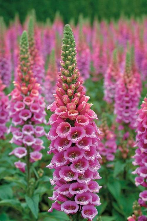 [毛地黄(foxglove)]