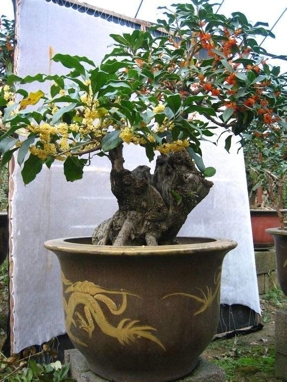 嫁接桂花盆景 - 2020年最新商品信息聚合专区 - 百度