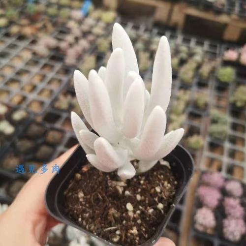 植物银月多肉菊科千里光属蚕丝丝状白毛稀有多肉植物