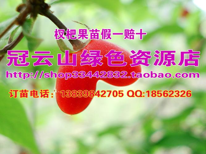 各种规格杈杷果/爱情果/无核樱桃/健身果种苗(修剪丛生苗)