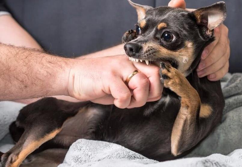 如何正确应对狗狗可能会咬人的情况