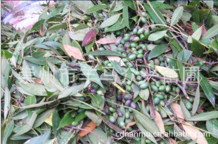 金丝楠木树批发 从20厘米小苗到10多米高大树 小叶金边 量大从优