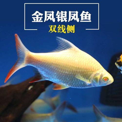 银凤鱼哪个牌子好?银凤鱼品牌排名前10名 - 最宠网
