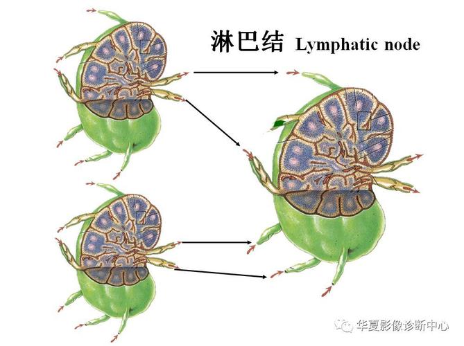 全身淋巴系统的精细解剖